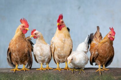 Primeira morte por gripe aviária H5N1 é confirmada nos EUA