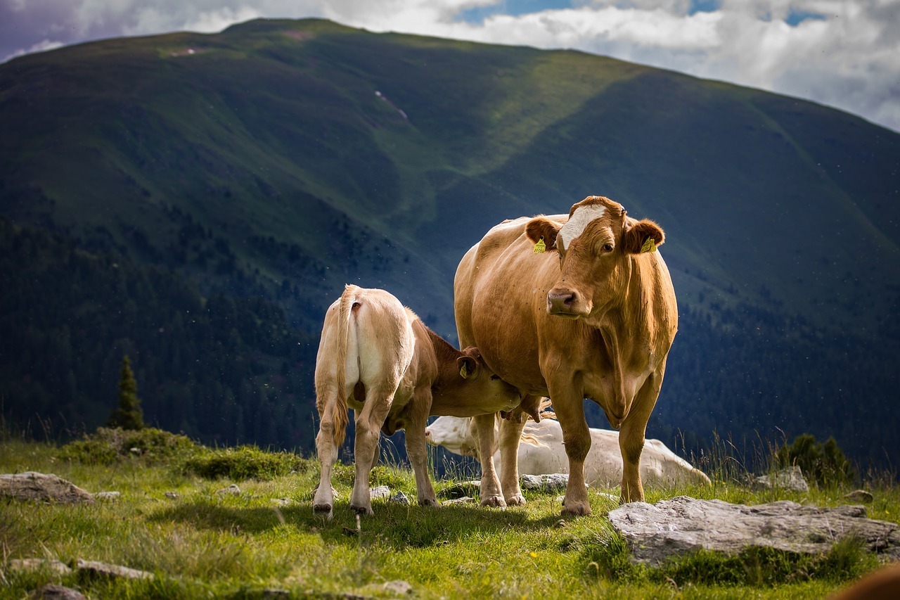 Sonhar com vaca