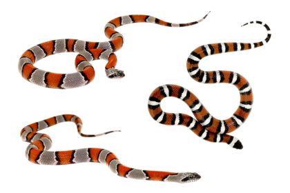 Sonhar com várias cobras