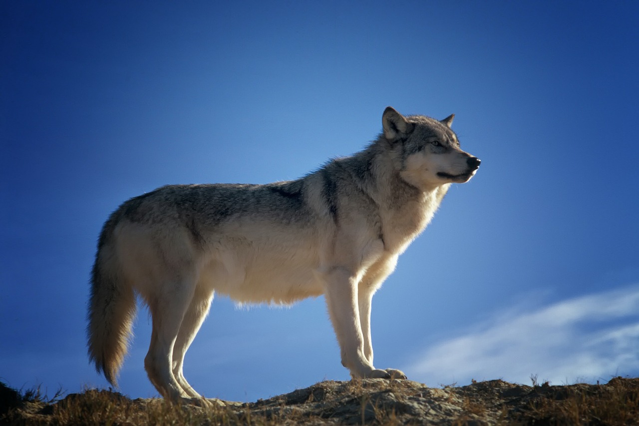 O que significa sonhar com lobo?
