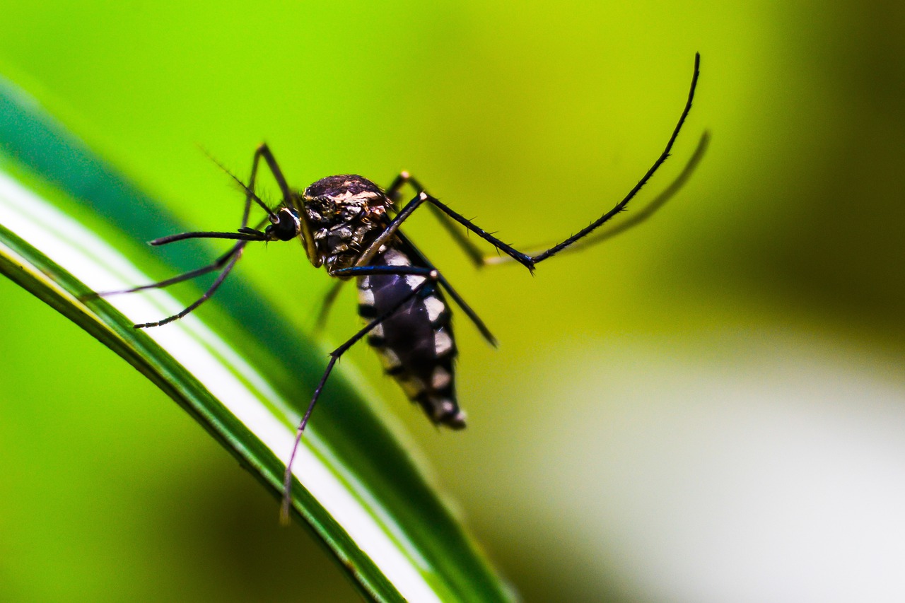 Sonhar com mosquito