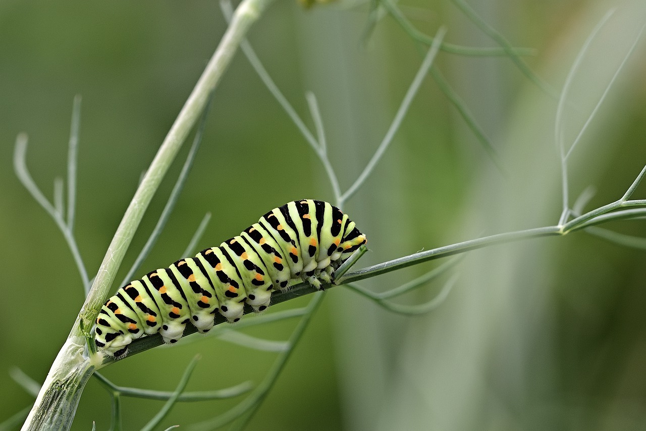 Sonhar com lagarta