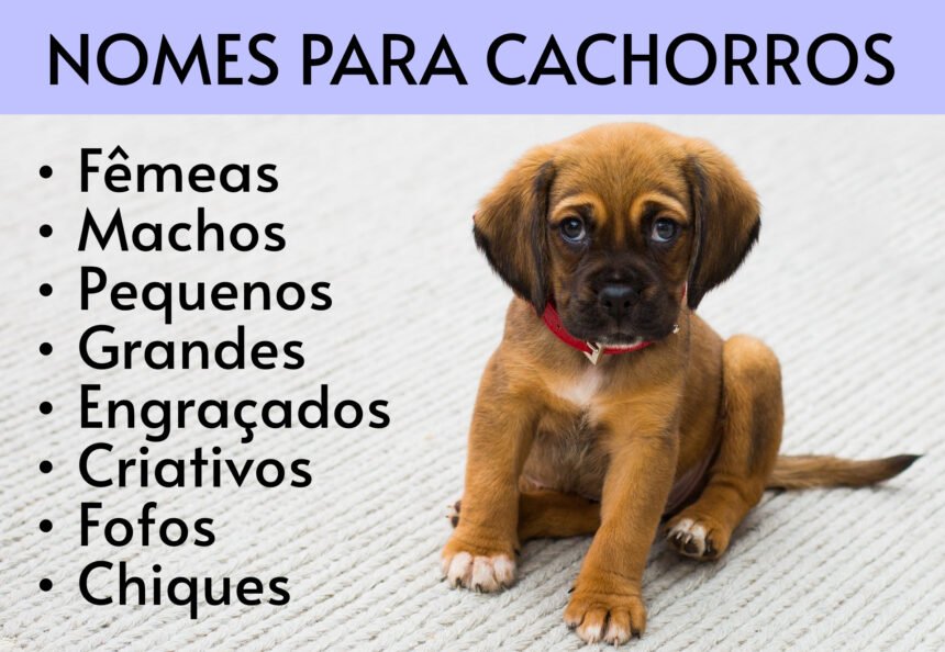 Nomes para cachorros