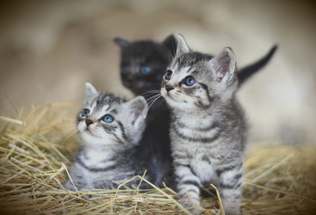 O que significa sonhar com filhote de gato? - Credited