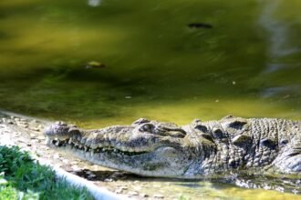 Por que não tem crocodilo no Brasil?