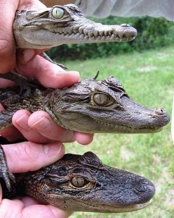 diferença entre crocodilo, jacaré e aligátor