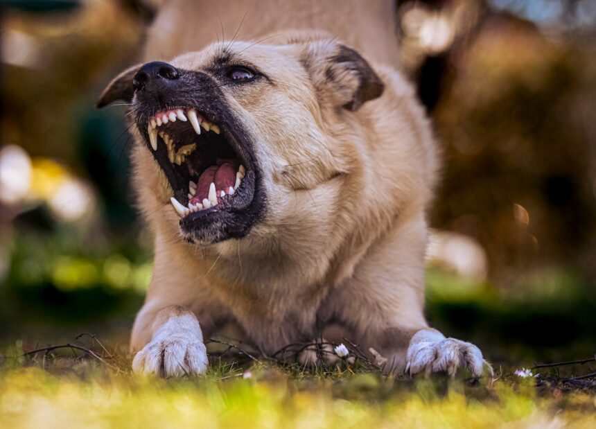 7 raças de cães que são proibidas em alguns países