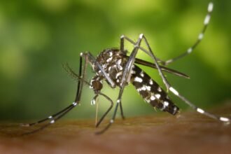 Brasil pode ter até 4,2 milhões de casos de dengue em 2024, diz Ministério da Saúde