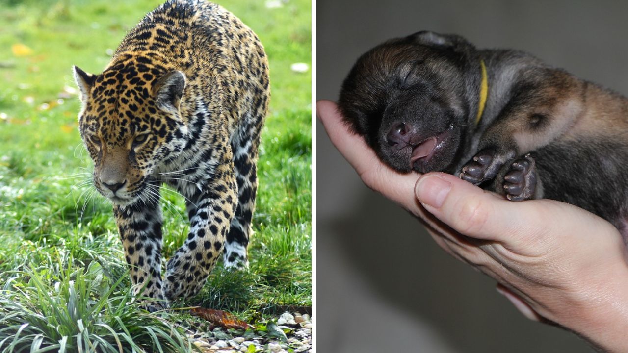 Registro impressionante: Onça ataca cachorro enquanto ele dormia