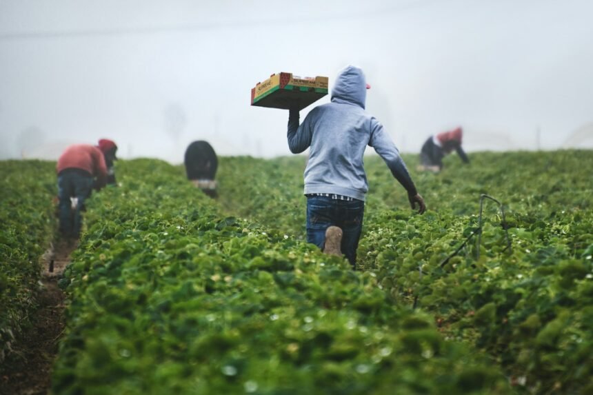 Princípios da agricultura sustentável: práticas, benefícios e desafios