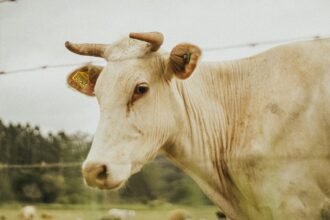 Preços da arroba do boi gordo continuam caindo no Brasil; veja cotações