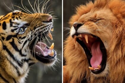 O enigma do confronto entre leões e tigres: quem venceria?