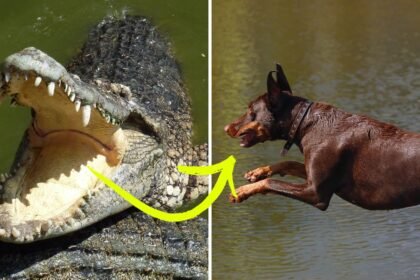 Ataque de crocodilo: cachorro paga o preço da curiosidade