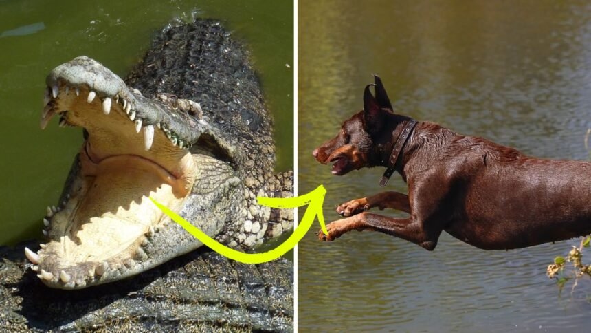 Ataque de crocodilo: cachorro paga o preço da curiosidade