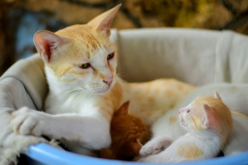 A importância da castração para animais de estimação