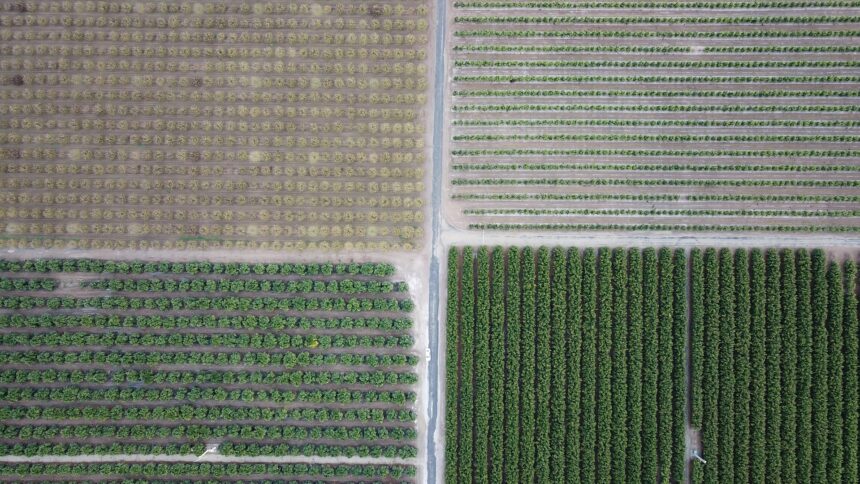 Hectare: quanto equivale em metro quadrado, alqueire, tarefa e acre
