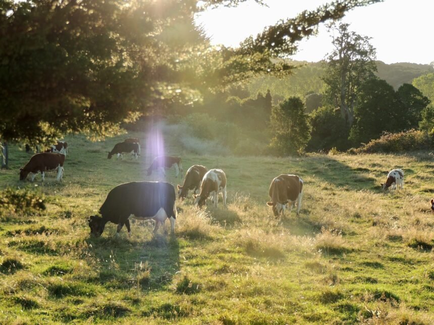 Pecuarista ensina como ter 44 vacas em apenas 4 hectares