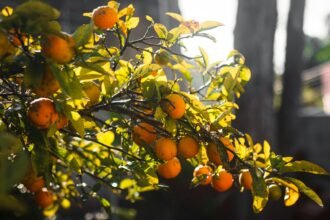 Identificando e tratando deficiências nutricionais em plantas de citrus