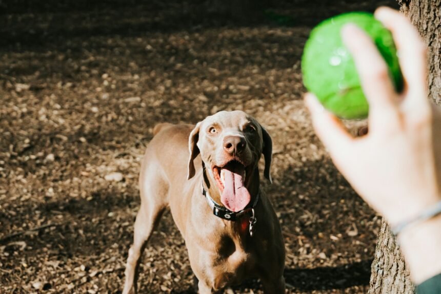 7 negócios lucrativos para ganhar dinheiro trabalhando com animais