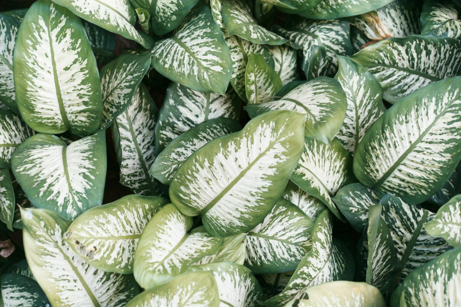 8 melhores aplicativos para identificar plantas ao seu redor
