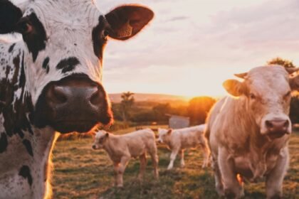 Renda Rural: Descubra o Ouro Escondido no Campo!