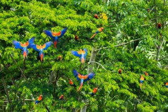 A área desmatada na Amazônia é a menor em sete anos, mas incêndios aumentam