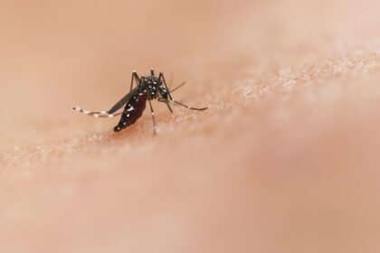 São Paulo enfrenta surto alarmante de dengue e decreta emergência