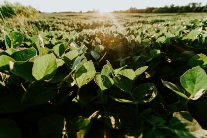 Brasil bate recorde e deve colher 325,7 milhões de toneladas de grãos