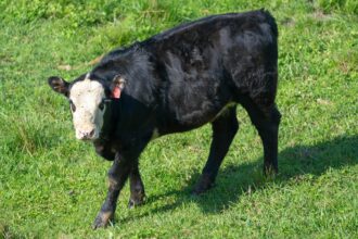 Bezerro Angus