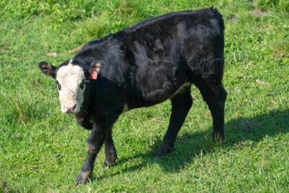 Bezerro Angus