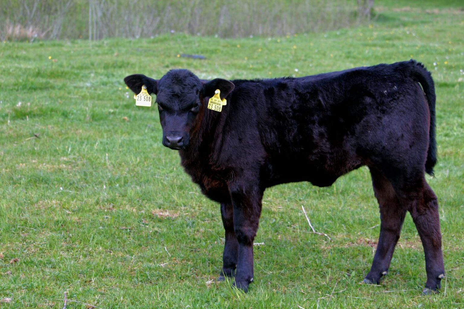 Bezerro Angus