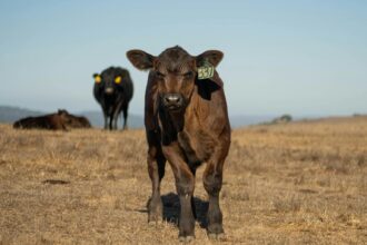 Bezerro Angus