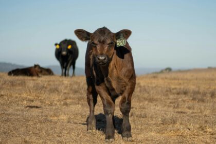 Bezerro Angus