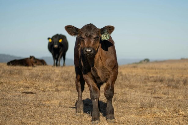 Bezerro Angus