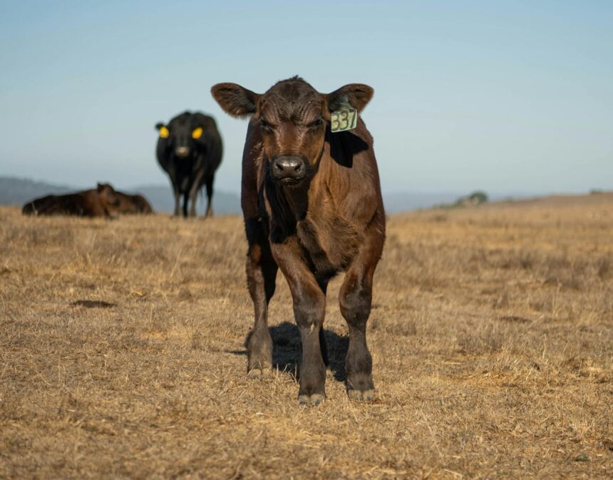 Bezerro Angus