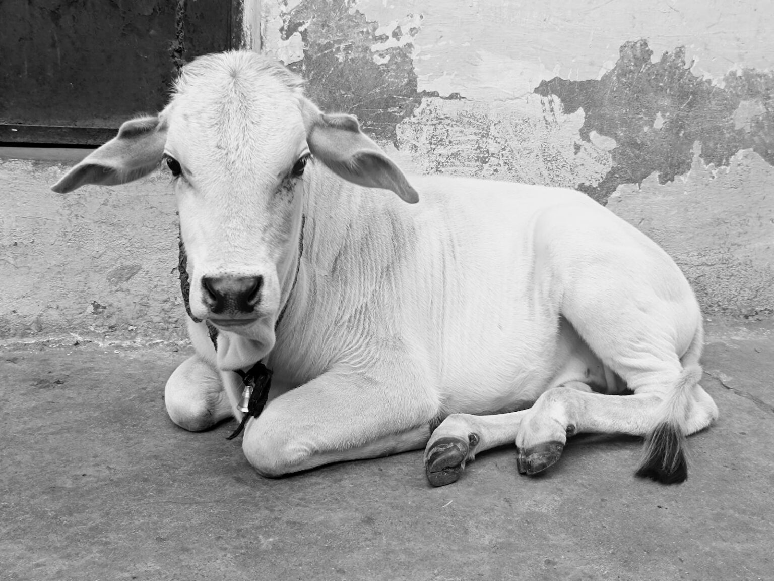 Bezerro Nelore