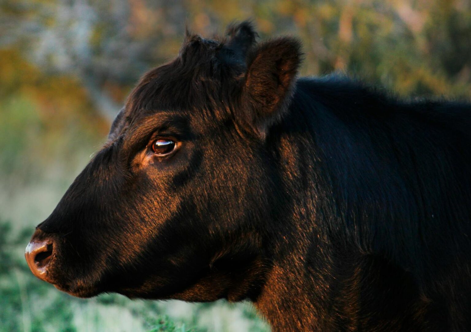 Boi Angus
