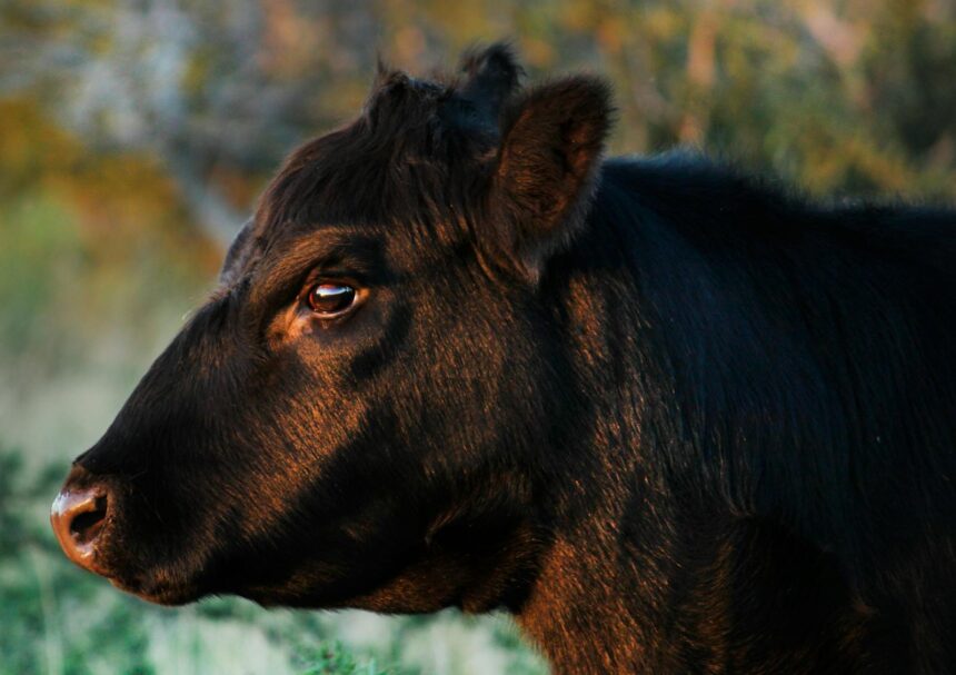 Boi Angus