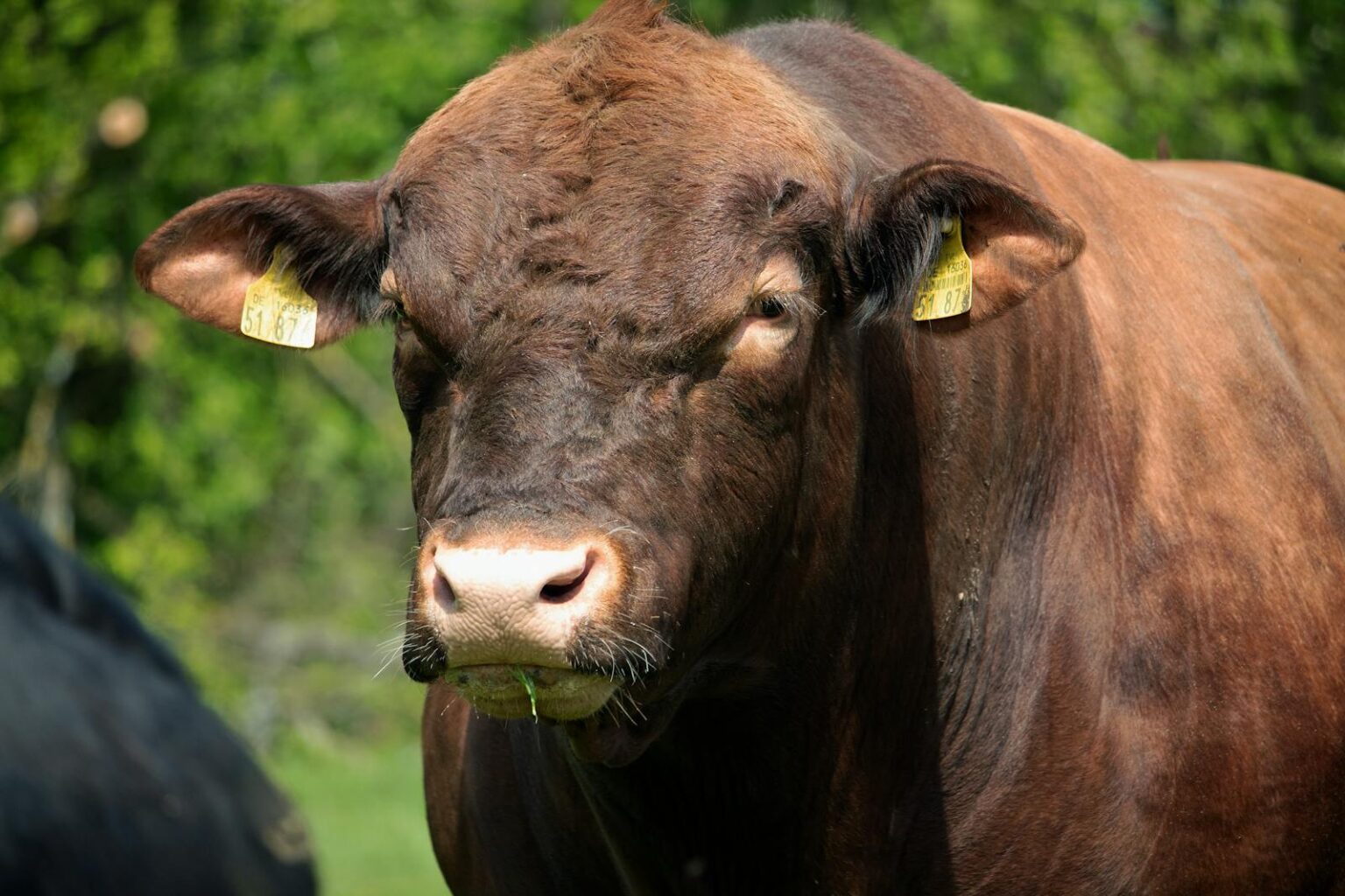 Boi Angus