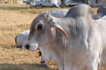 Boi Brahman