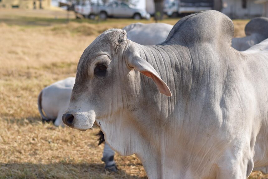 Boi Brahman