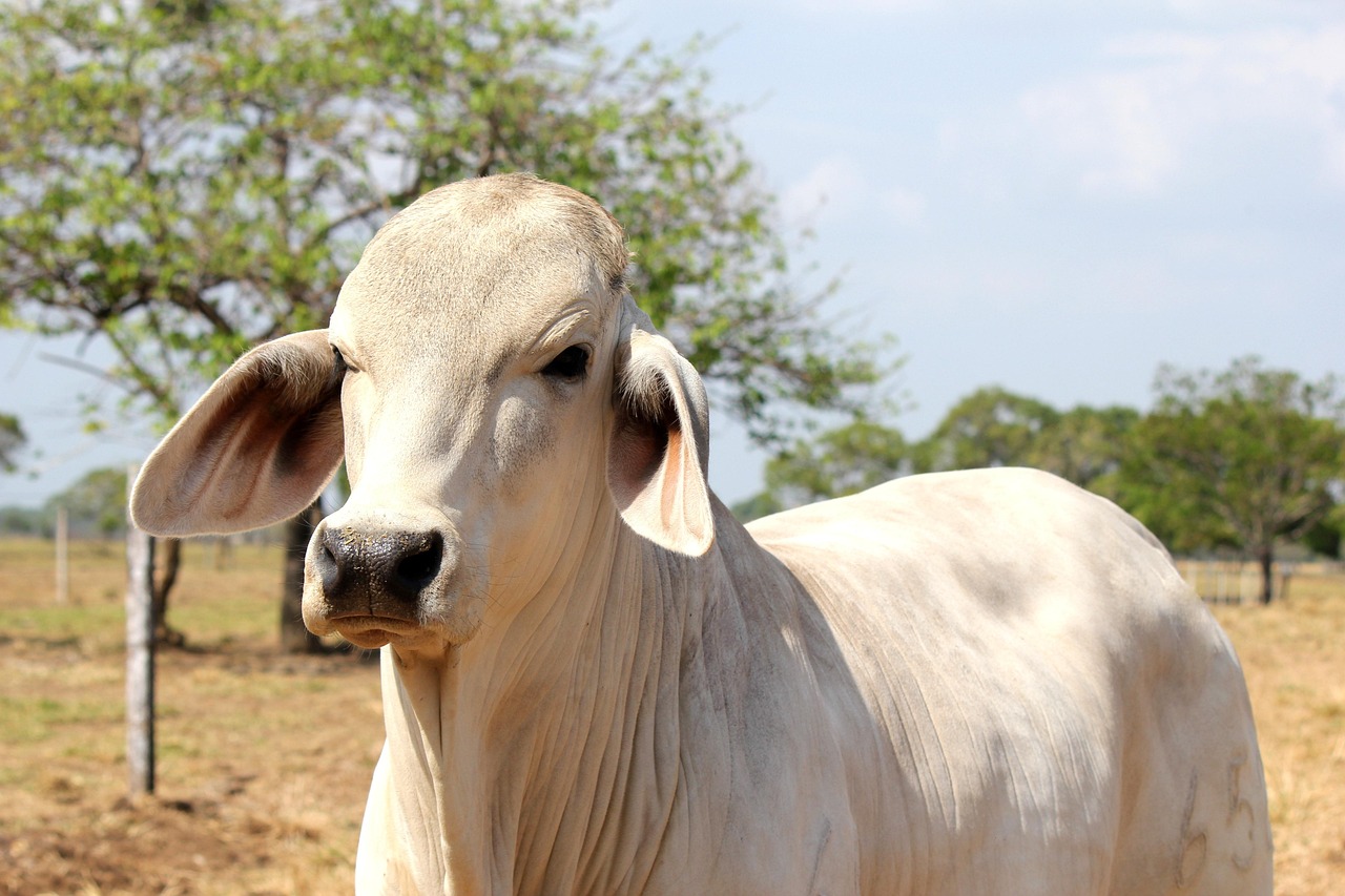 Boi Brahman