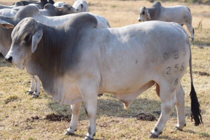 Boi Brahman