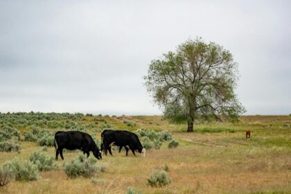 Gado Angus