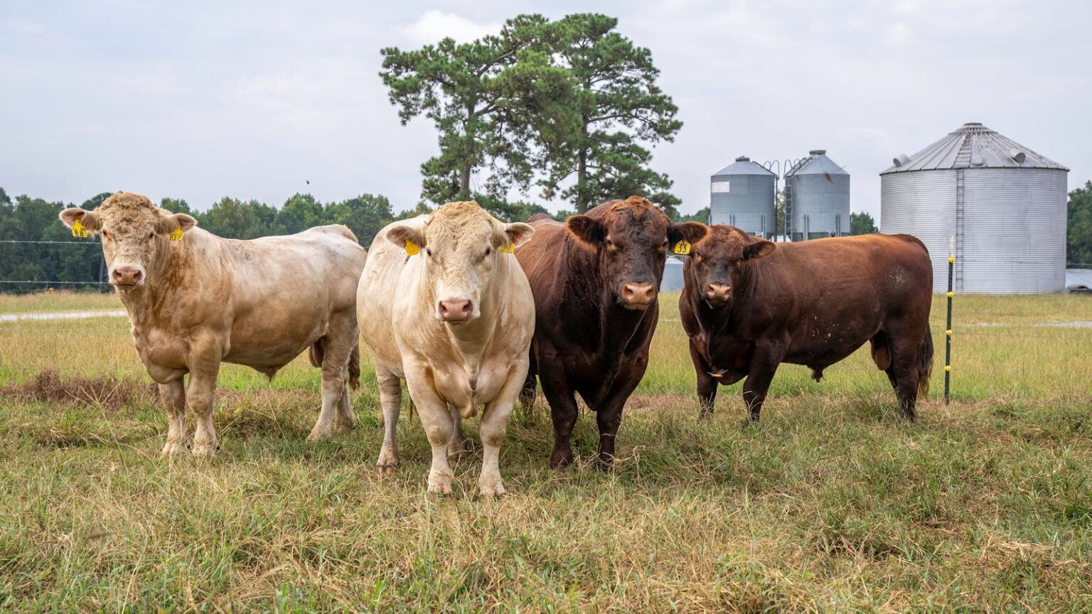 Gado Angus