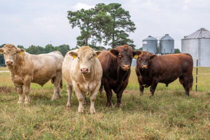 Gado Angus