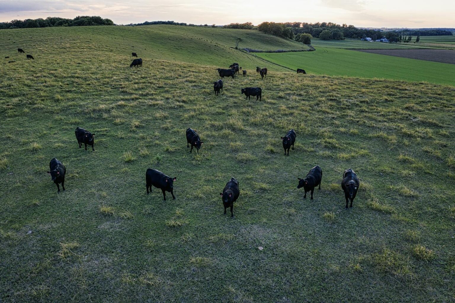 Gado Angus