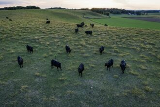 Gado Angus