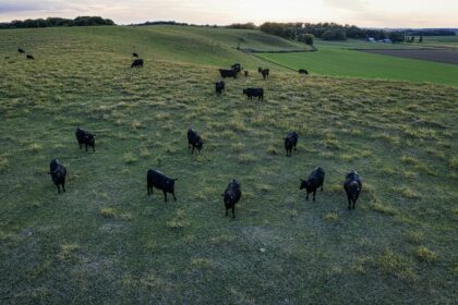 Gado Angus