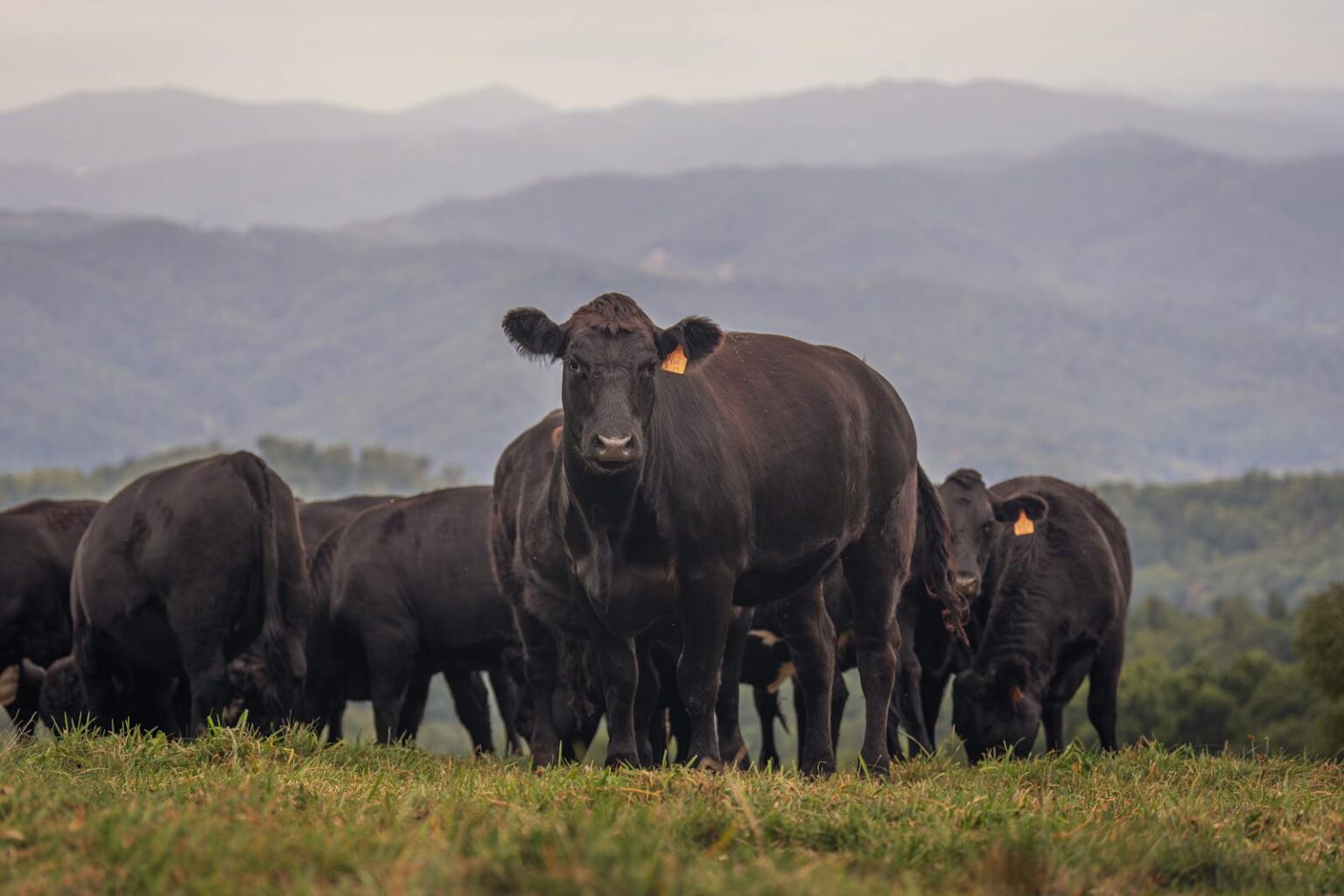 Gado Angus